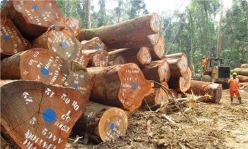 African timber market shipments have been stable recently.