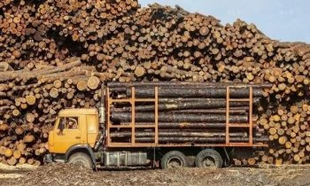 Global wood market to hit $903bn by 2026, says report.